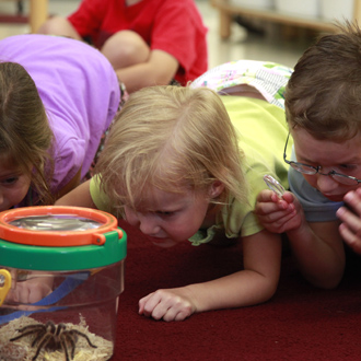 Kids studying bugs